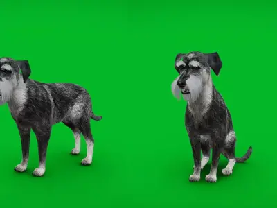 Standard Schnauzer Dog Low-poly 3D model