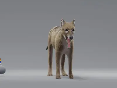 tylacine marsupial wolf Low-poly 3D model