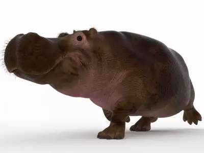 Hippopotamus - 3D model