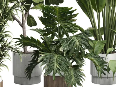 Collection indoor plant 429 plant bush ravenala palm 3D model