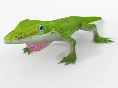 Anole Lizard  - Carolina anole Low-poly 3D model