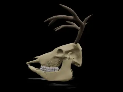 Deer low poly game ready skull Low-poly 3D model