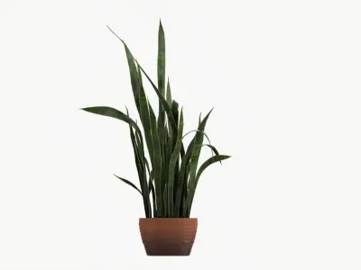 Snake plant Dracaena trifasciata 03 3D model
