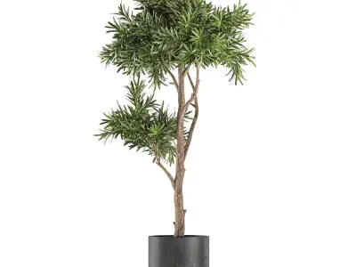 Decorative tree in a black flowerpots 741 3D model