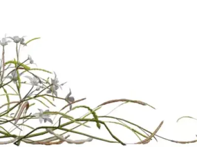 Delicate Flowering Groundcover Pack Low-poly 3D model