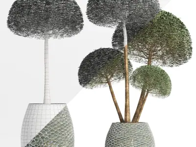 Plants Collection 153 Ligustrum Lucidum Corona 3D model