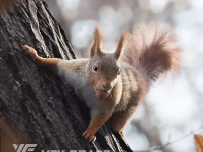 RedSquirrel Winter Animated VFX Grace 3D model