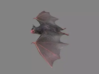 Cartoon Bat Low-poly 3D model purchase