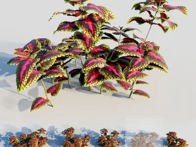 coleus plant-2 3D model