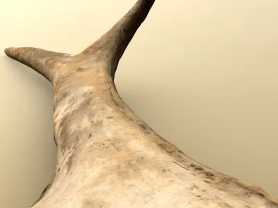 Wild and used deer antler Low-poly 3D model