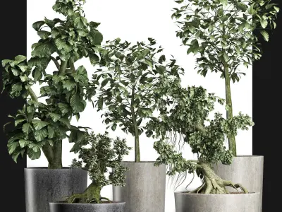 Plants Collection 199 Sageretia Theezans 3D model