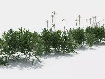 Iberis plant 3D model