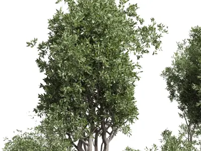 Indoor plant set 367 concrete vase plant tree shrub Low-poly 3D model