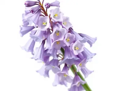 Lilac Hyacinth Flower Model Pack Low-poly 3D model