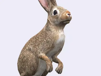 3DRT - Hare Low-poly 3D model