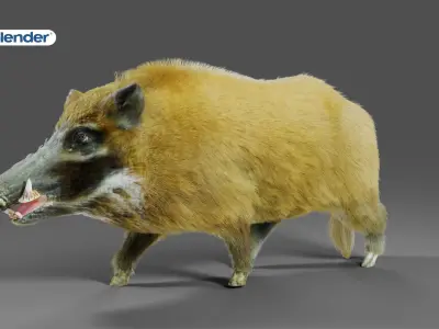 Fur Wild Boar V05 NO Rigged Low-poly 3D model