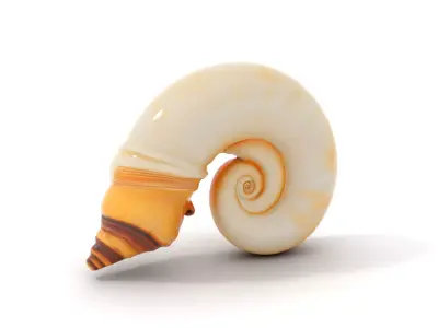 Seashell Spiral model pack Low-poly 3D model