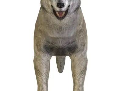 LowPoly Model Grey Wolf Low-poly 3D model