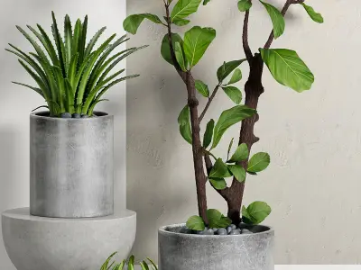 Decorative plant set-30 3D model