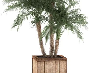 Decorative Phoenix roebelenii palm in a street flowerpot 621 3D model