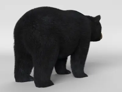 Black Bear 3D model