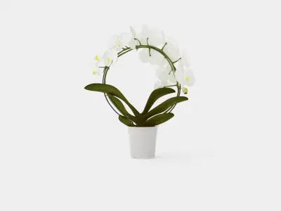 Phalaenopsis hybrid bow white Low-poly 3D model