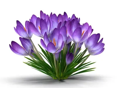 Crocus magenta 3D model