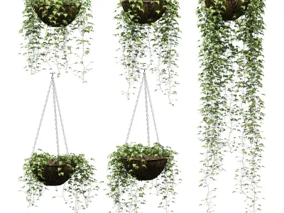 Hanging ivy in pots - 5 models 3D model