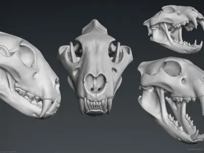 3D Lion Skull - Sculpture 3D model