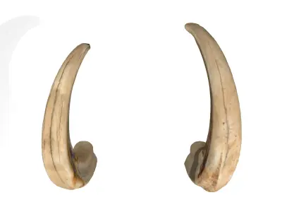 African wild boar tusks photoscan 3D model