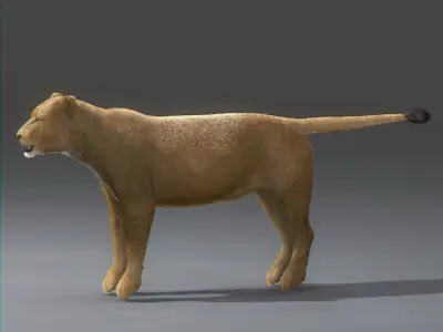 Lioness lion 3D model
