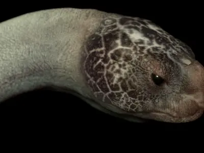 Turtle Low-poly 3D model