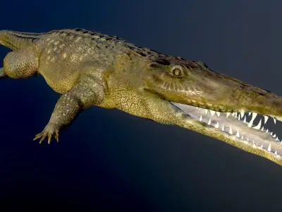 Crocodile Alligator  Cayman Reptilian Vertebrata Chordata  3D model