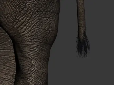 Elephant Animations Low-poly 3D model
