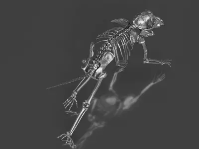 Silver Baboon Skeleton 3D model