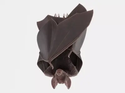 Vampire Bat in Hanging Pose - Rigged 3D model