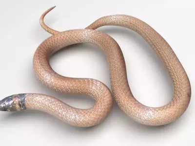 Crowned Snake 3D model
