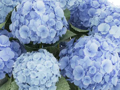 Bouquet In A Glass Vase With Blue Hydrangea 601 3D model