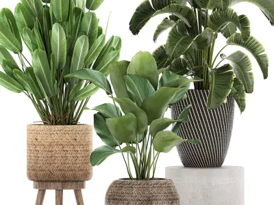 Ornamental plants in a rattan basket 779 3D model