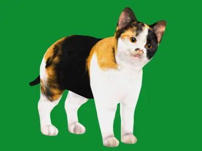 Calico Kitten Cat Low-poly 3D model