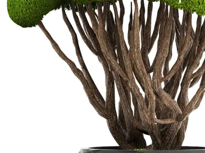 Bonsai tree 3D model