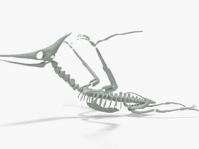 Pteranodon Rigged Skeleton Low-poly 3D model