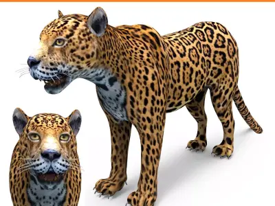 3D Leopard low poly model jaguar Low-poly 3D model