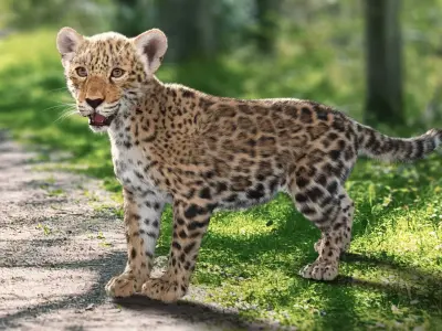 Jaguar Baby - Panthera Onca Animated 3D model