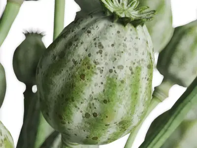 Green Poppy Heads In Glass Vase 3D model