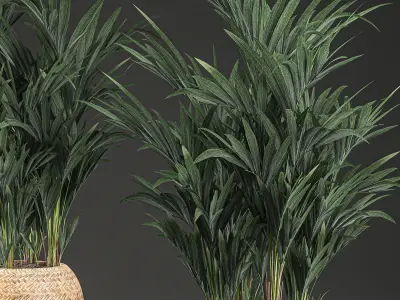 Decorative palm in a in a basket 569 3D model