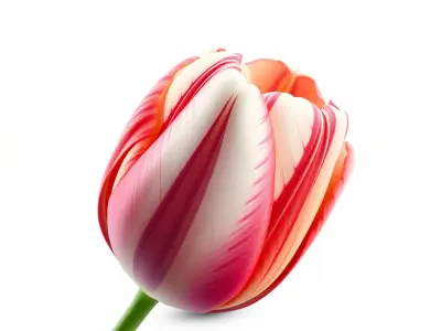 Parrot Tulip Flower Wavy Petals model pack Low-poly 3D model