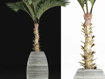 Plants Collection 182 Palm 3D model
