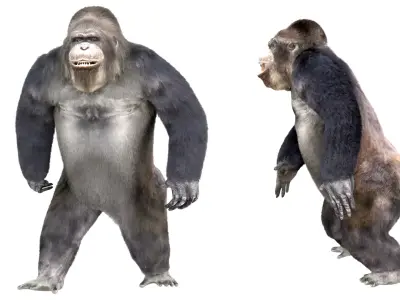 Gorilla Animated blender  Low-poly 3D model