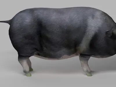 pig meat pork bacon pigletshoat swinedomestic 3D model